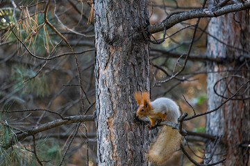 A beautiful gray squirrel with a red tail and a muzzle sits on the branches of a tree. Wild squirrel on the tree.