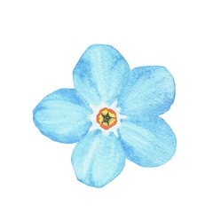 Forget-me-not. Watercolor botanical illustration included in the collection of wildflowers. Isolated image on a white background. For your design.