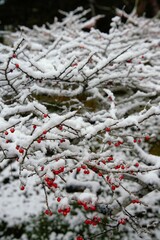 赤い実を付けた木に降り積もる雪です。