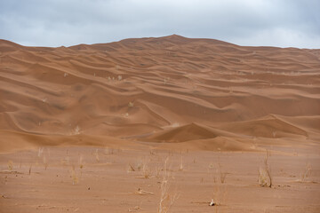 Fototapeta na wymiar view from Nature and landscapes of dasht e lut or sahara desert. Middle East desert