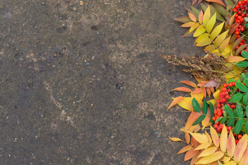 Beautiful colorful autumn leaves and rowan berries on a background of gray concrete. Copy space. Autumn background