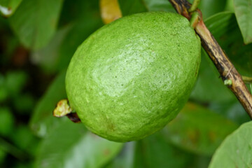 closeup the ripe green guava fruit growing with leaves and branch in the farm over out of focus green brown background.