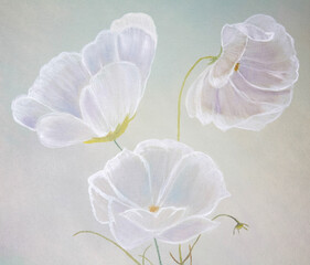 Translucent white flowers painted with oil paints on canvas on a gray background