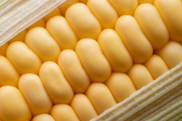 close up of golden corn grains, healthy organic vegetarian food, abstract fresh corn for background
