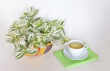A cup of hot green tea for breakfast on a white table next to a beautiful houseplant Tradescantia with bicolor variegated leaves. Home comfort and leisure