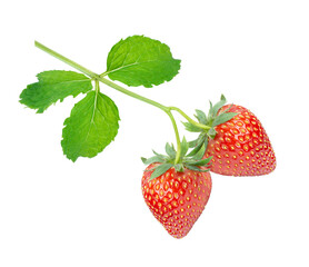 strawberry with green leaf on tree branch isolated on white background