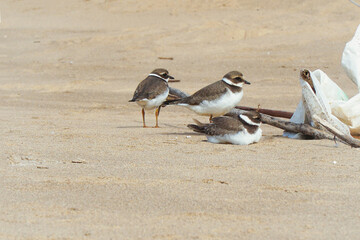Three small birds called the Big-billed plover on a sandy beach. Greater Sand Plover-Charadrius leschenaultii
