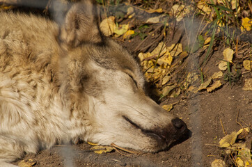 A Wolfdog resting in an Enclosure