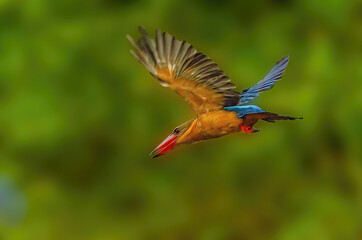 Stork-billed kingfisher flying