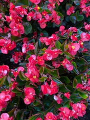 Begonia xsemperflorens-cultorum hort Begonia constantly blooming