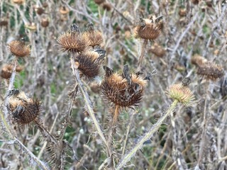 Carduus pycnocephalus from the common name Italian thistle