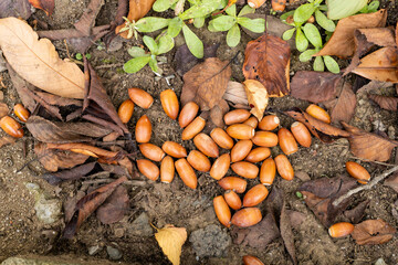 Acorns and fallen leaves