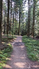 Forest on the mountainside tall trees