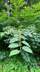 Obraz premium flowering Reynoutria japonica - a species of the family Of the chardestidae