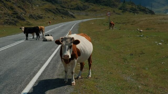 The cow is standing on the road and interfering with the passage of cars.