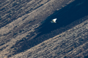 Great Egret Flies Above Shrub Steppes of Eastern Washington Desert