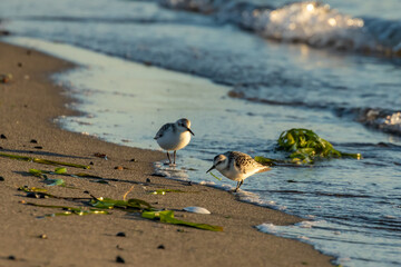 Pair of Sanderling Shorebirds on Beach in Early Morning Light