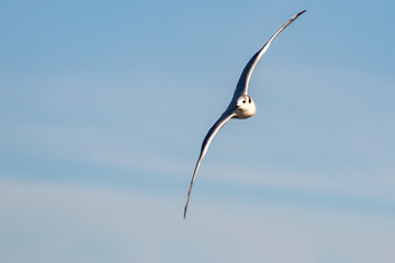Fototapeta na wymiar Bonaparte's Gull in Graceful Flight