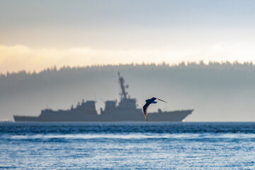 Naklejka premium Gull Flies By a Navy Warship