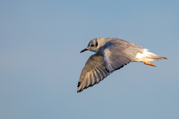 Bonaparte's Gull in Graceful Flight