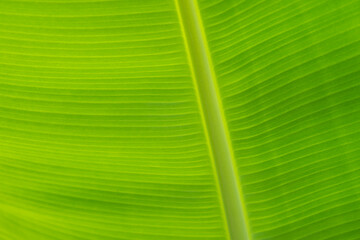 banana leaf texture