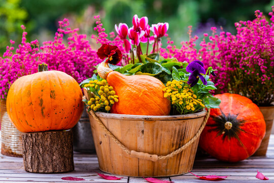 Pumpkins and heathers on a wooden table in the garden. Autumn decoration.