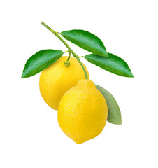 lemon branch on white