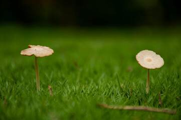 Mushrooms and grass