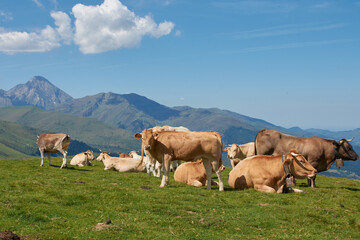 vaches en pâturage plo del naou