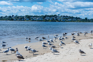 A flock of white gulls on the sand on a plum island. Massachusetts