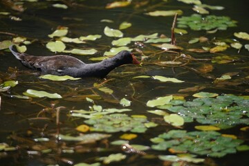可愛いバンのお散歩