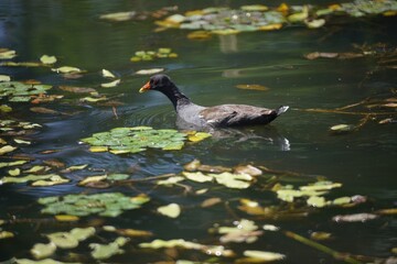 可愛いバンのお散歩