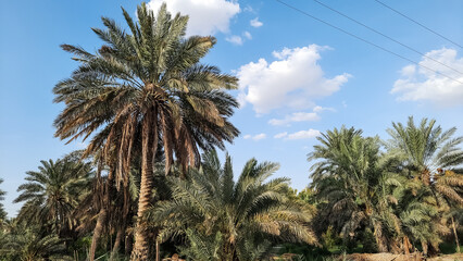 Fototapeta na wymiar palm trees against beautiful cloudy sky beautiful background. 