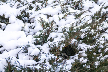 Snow on green thuja branches in the sunlight.