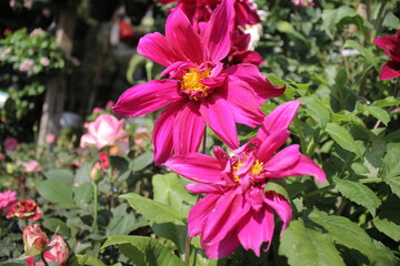 pink and purple flowers