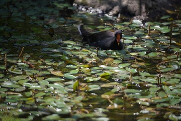 可愛いバンのお散歩