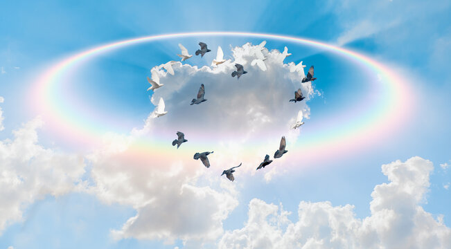Group of pigeon birds (Heart of shape) flying above amazing round shape rainbow