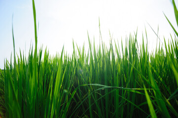 Green rice field under sunrise sky