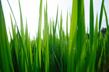 Fototapeta na wymiar Green rice field under sunrise sky