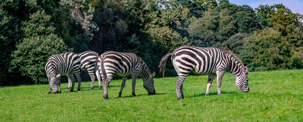 Four zebras  on the grass in summer