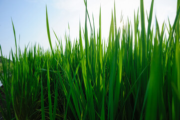 Green rice field under sunrise sky
