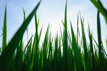 Green rice field under sunrise sky