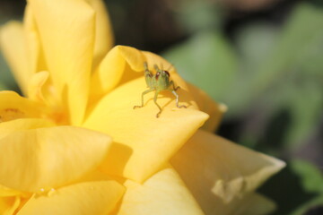 grasshopper on a yellow flower