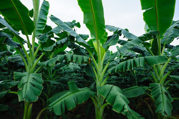 Green banana trees growing at field