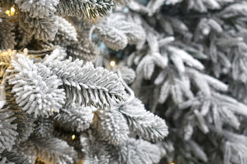 Naklejka na ściany i meble Christmas trees. Snow-covered fir branches close-up. 
