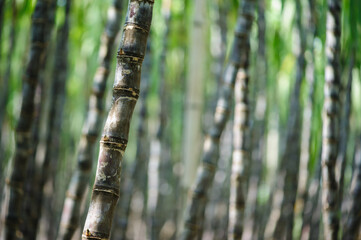 Sugarcane field with plants growing