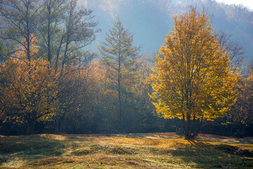Fototapeta premium tree in golden fall foliage on the meadow. beautiful nature scenenry in morning light