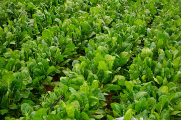 Fototapeta na wymiar Closeup of green leaf beets plantation in organic vegetable farm. Harvest time..
