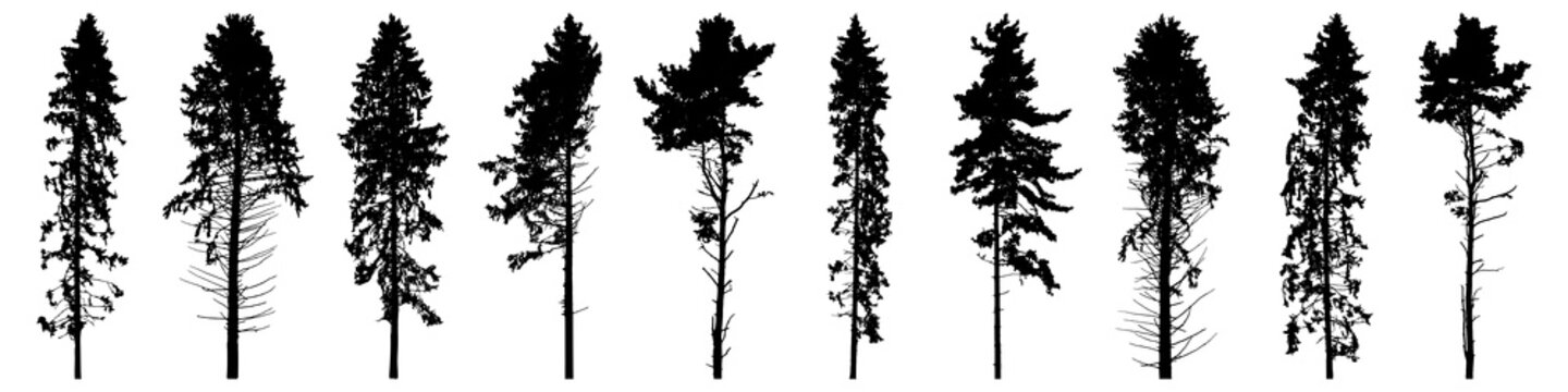 Silhouette of tall forest trees, set of beautiful spruce trees and pines. Vector illustration.