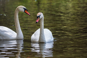 Two graceful white swans swim in the dark water.